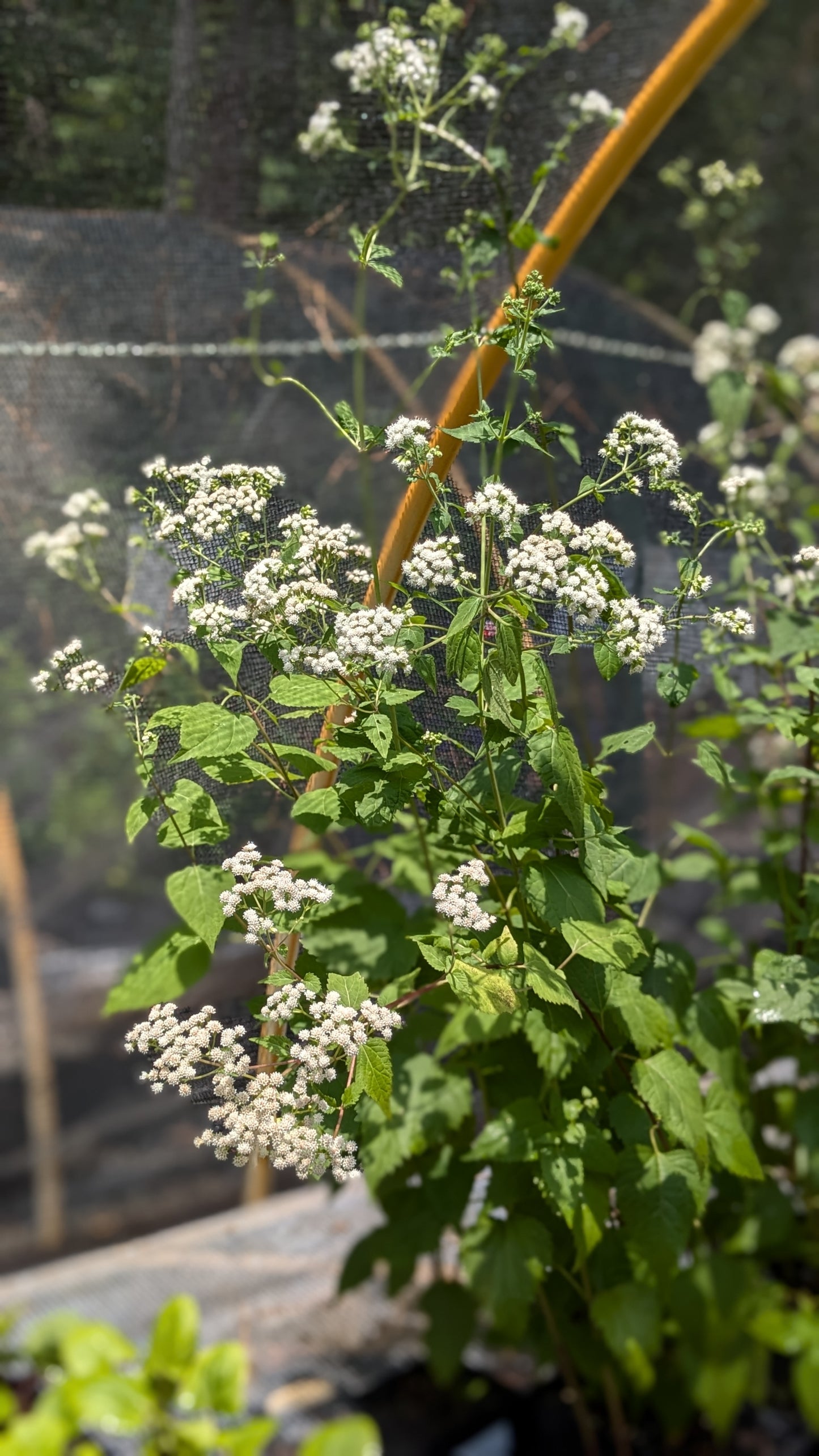 Ageratina altissima (White snakeroot)