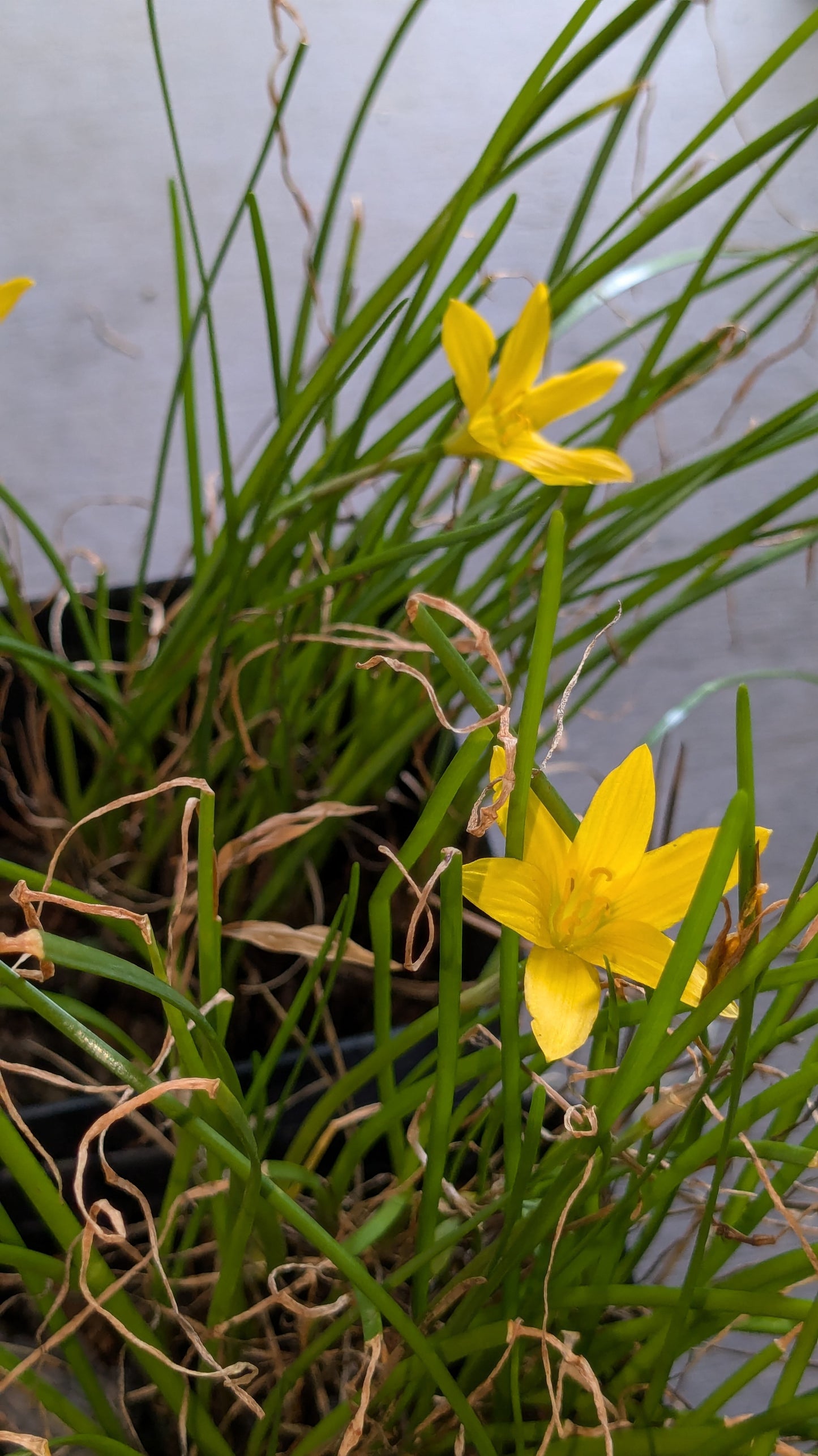 Zephyranthes flavissima