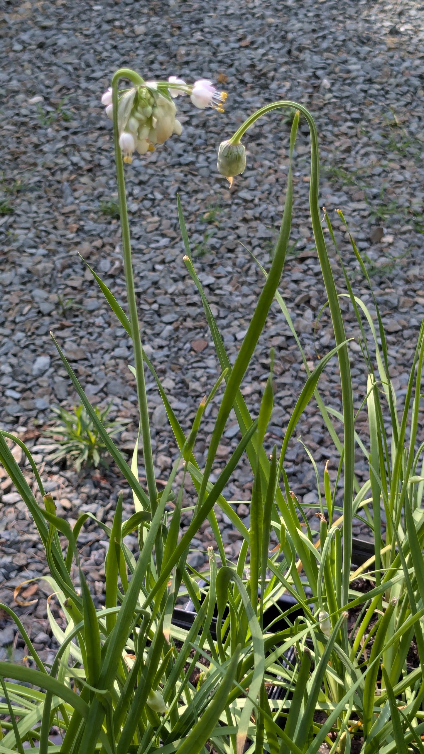 Allium cernuum (Wild Nodding Onion)