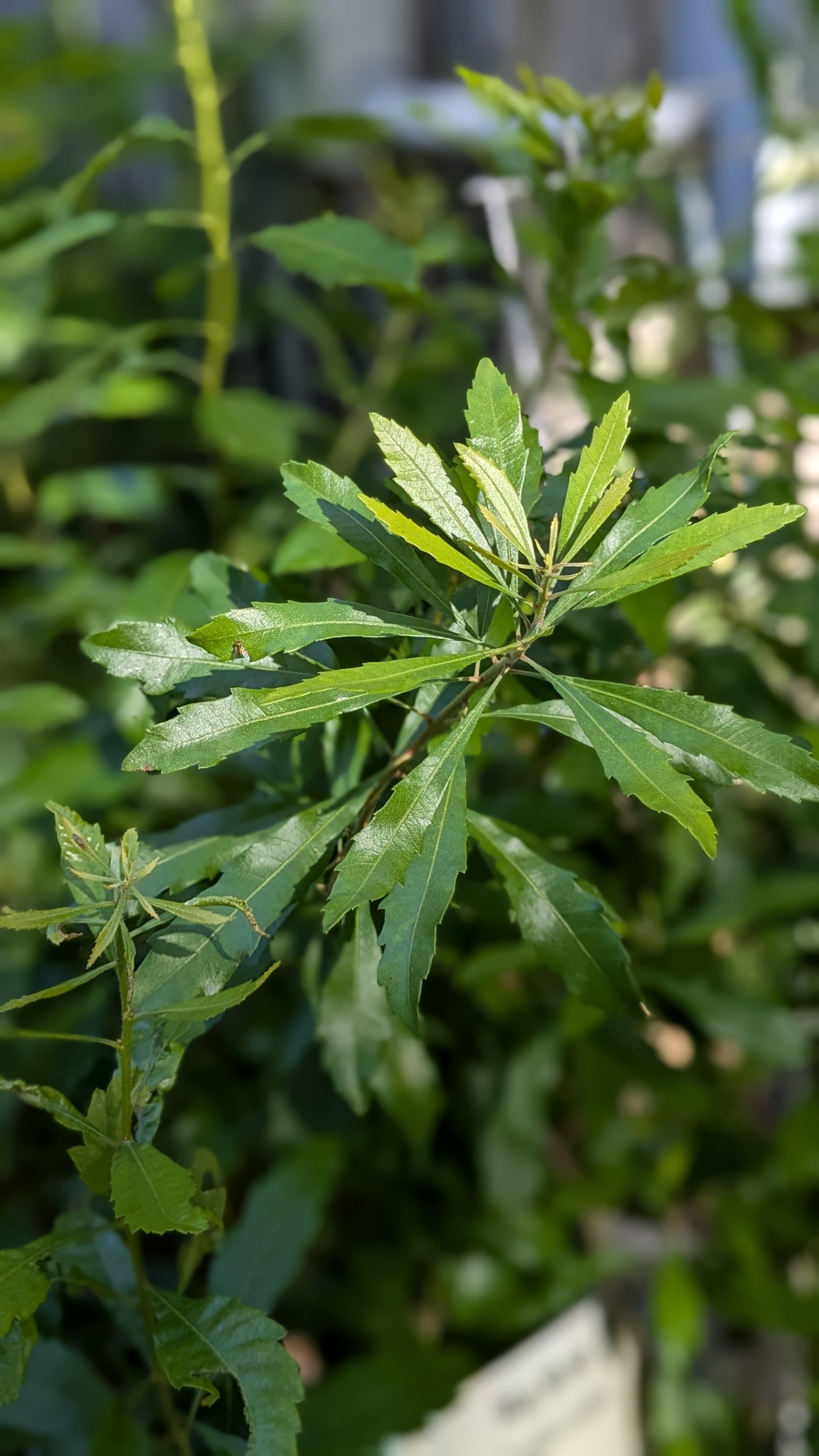 Myrica cerifera (Southern Wax Myrtle)