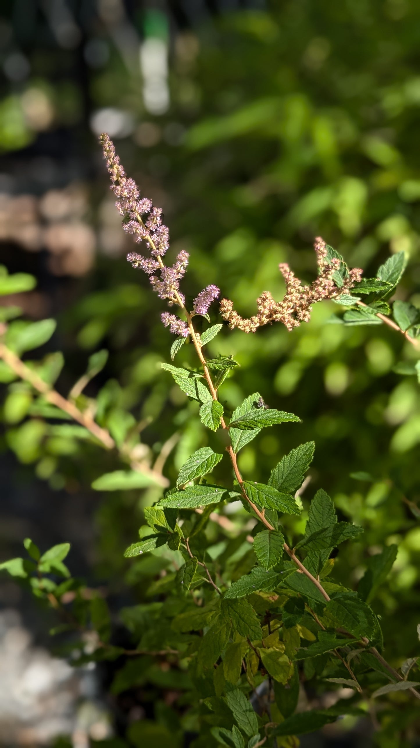Spirea tomentosa (Steeplebush)