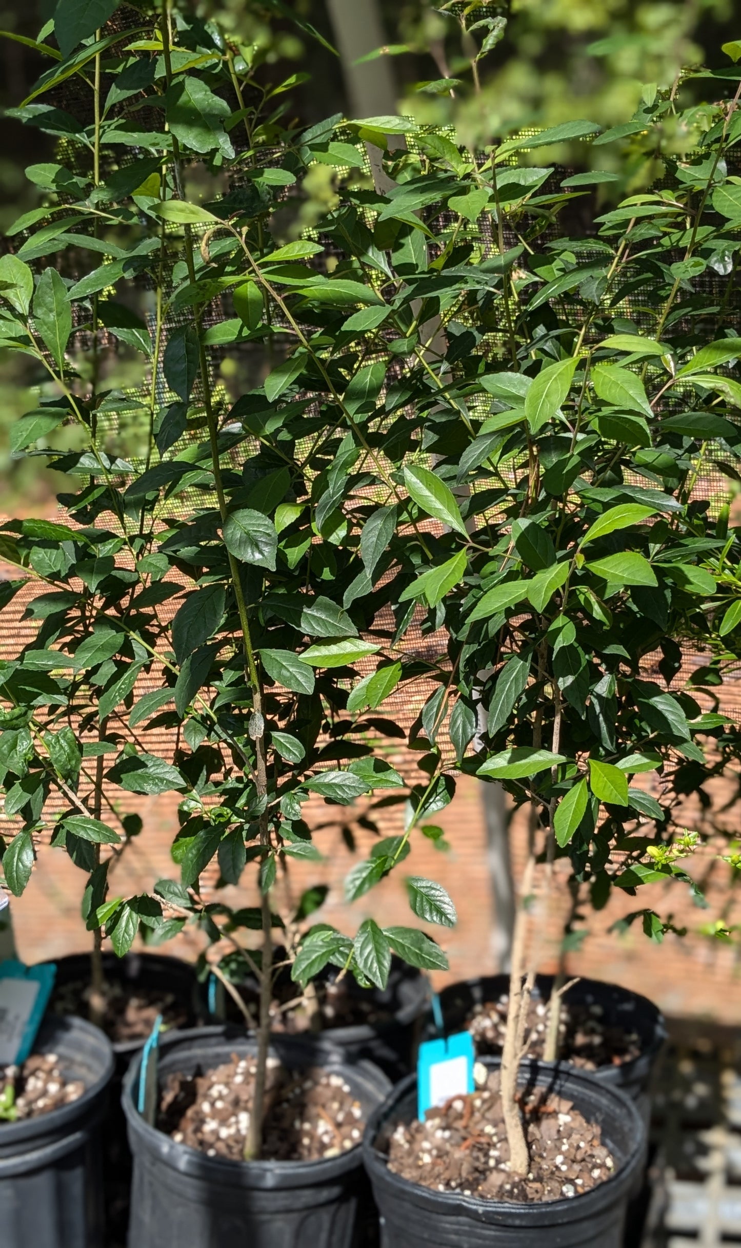 Ilex decidua (Possumhaw Holly)