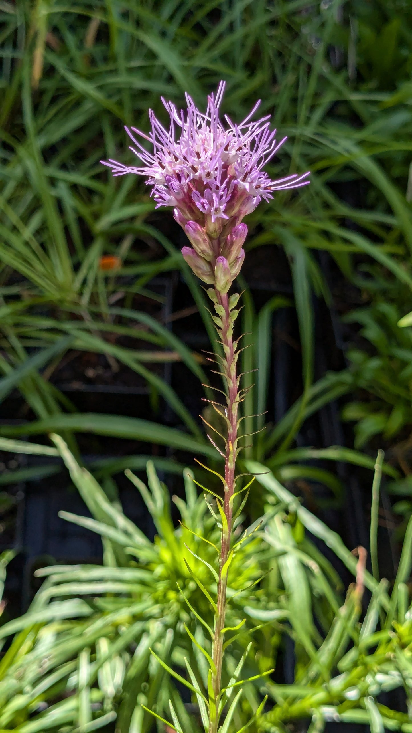 Liatris spicata (Dense Blazing star)