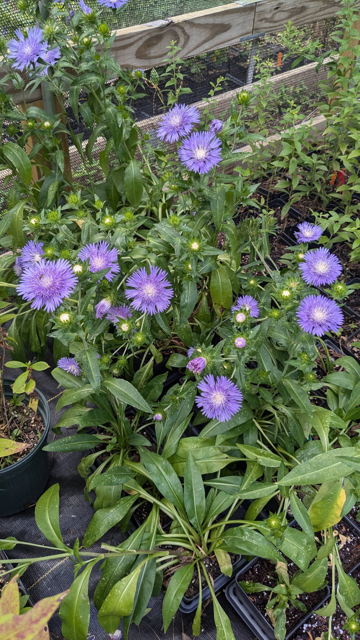 Stokesia laevis 'Peachie's Pick' (Dwarf Stokes' Aster)