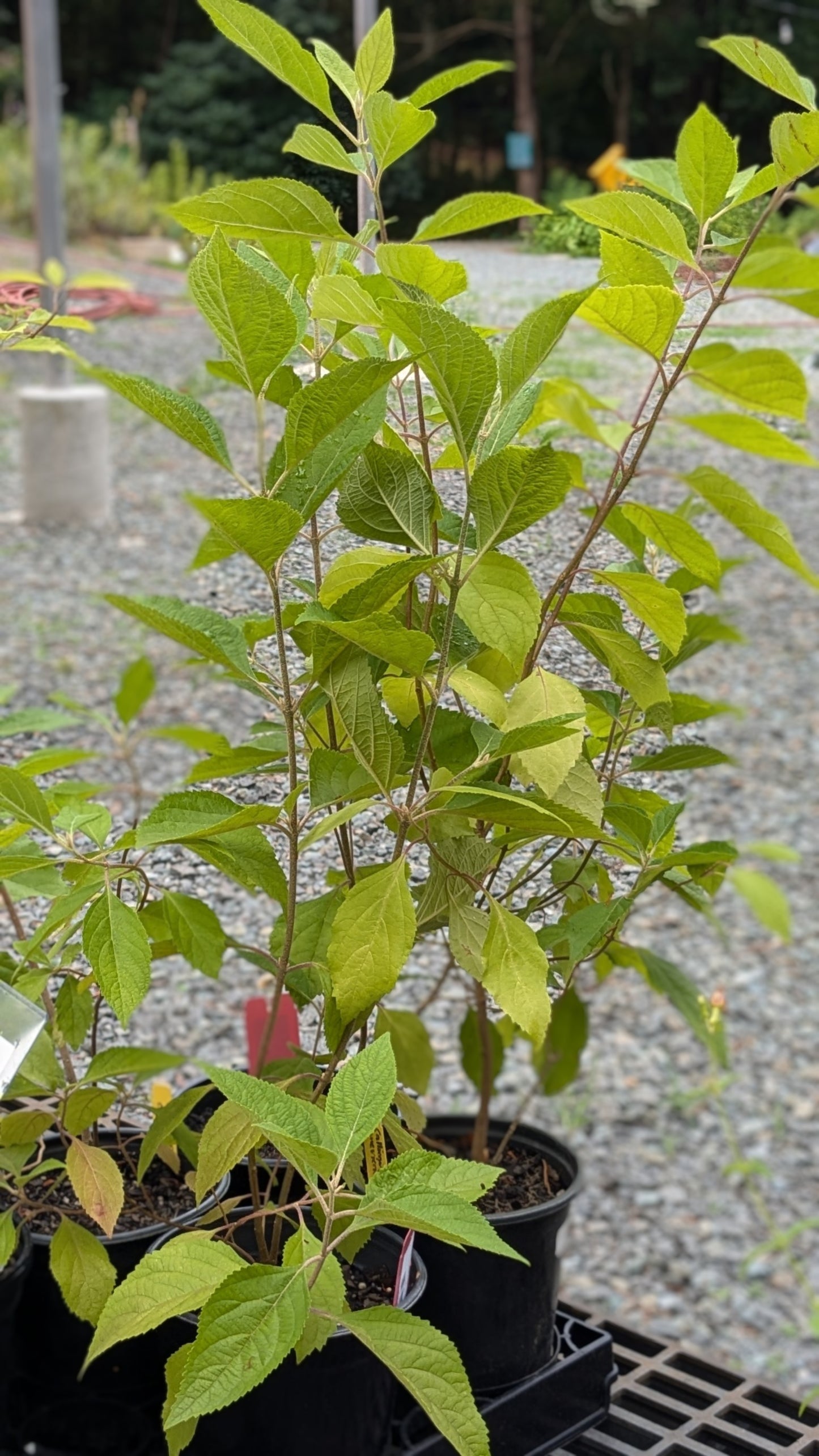 Callicarpa americana (American beautyberry)