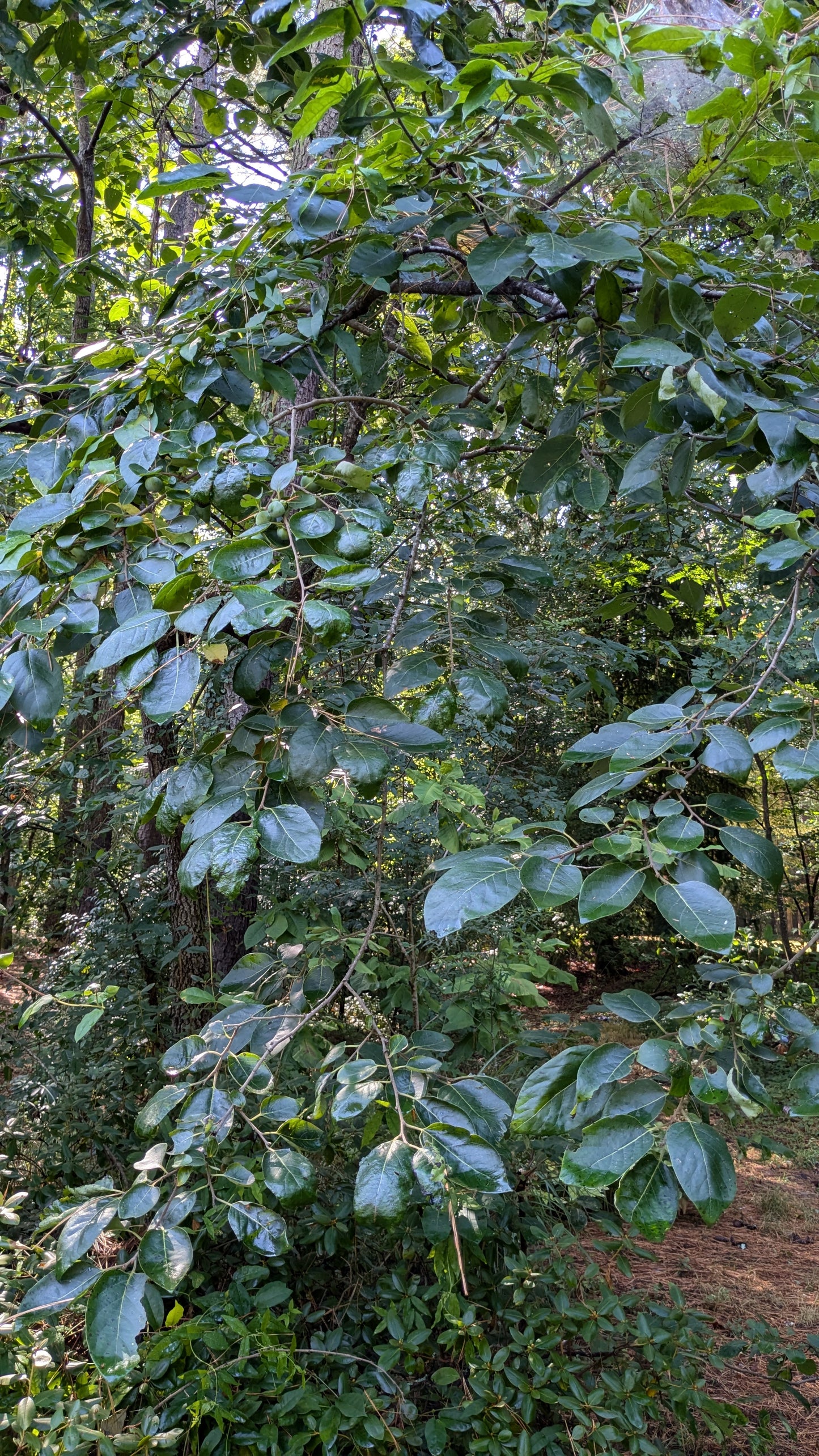 Diospyros virginiana (American Persimmon)
