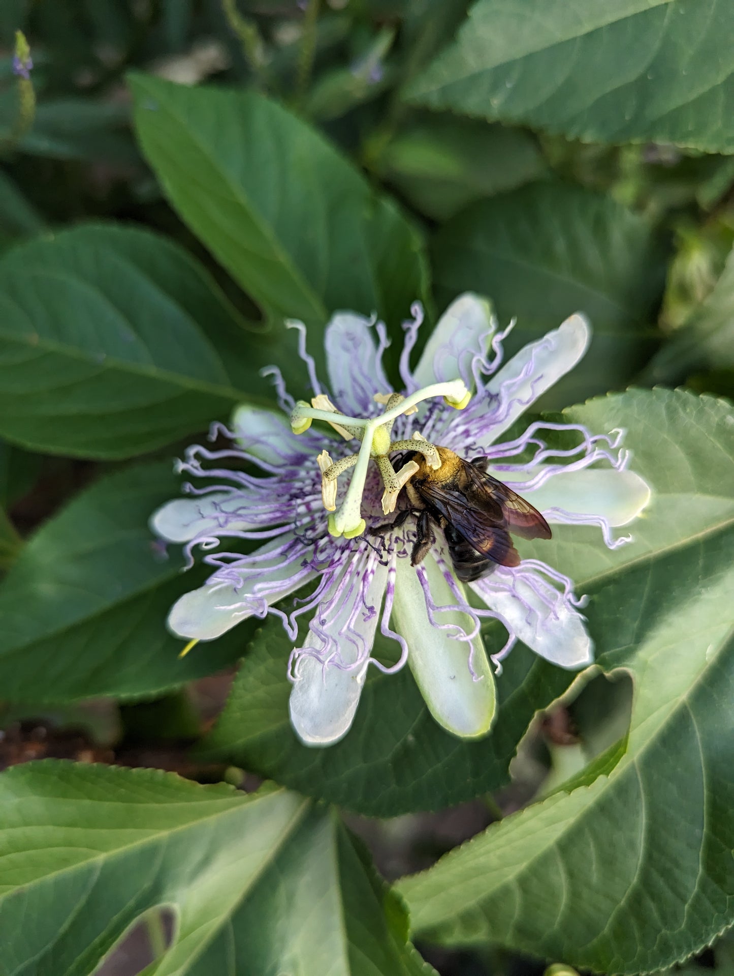 Passiflora incarnata (Purple Passion Flower)