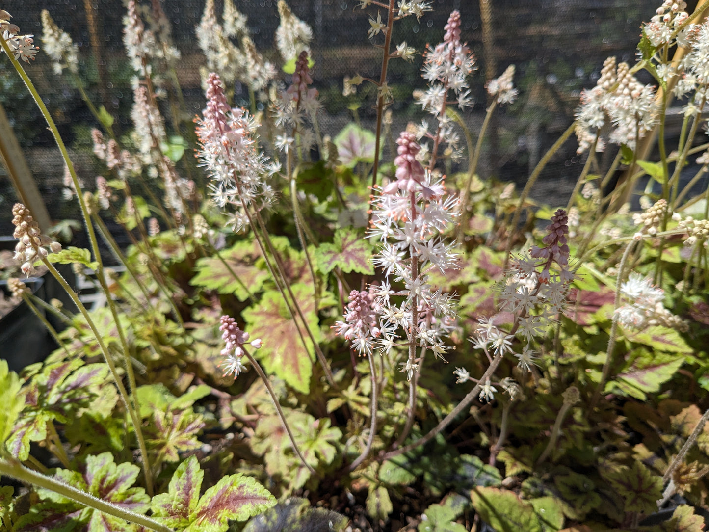 Tiarella 'New Moon Motley' (New Moon Motley Foamflower)