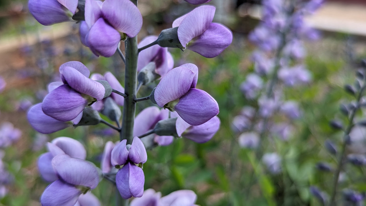 Baptisia australis (Blue False Indigo)