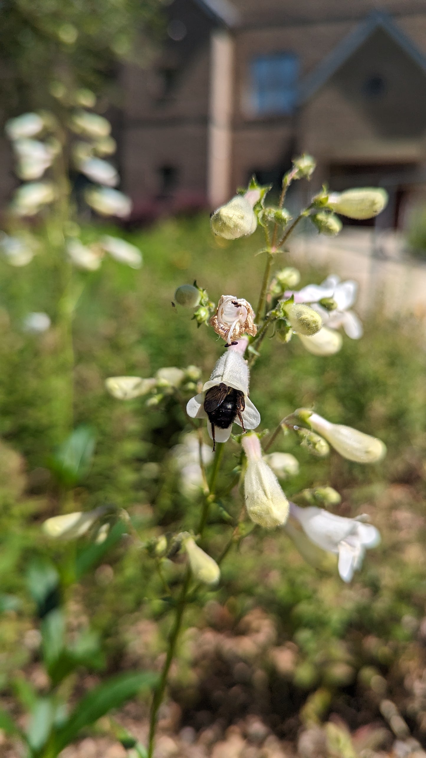 Penstemon digitalis (Foxglove Beardtongue)