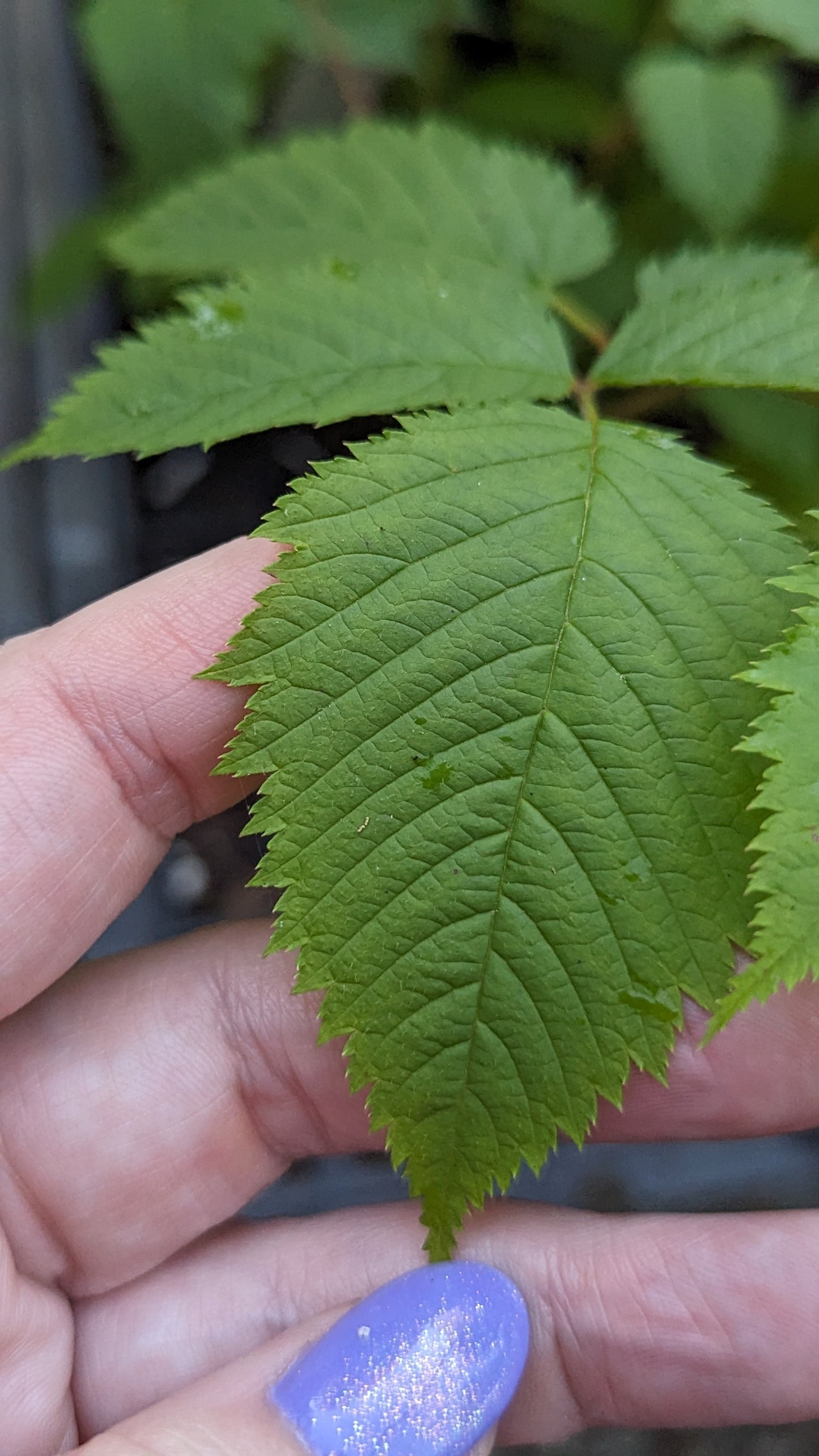 Aruncus dioicus (Goatsbeard)