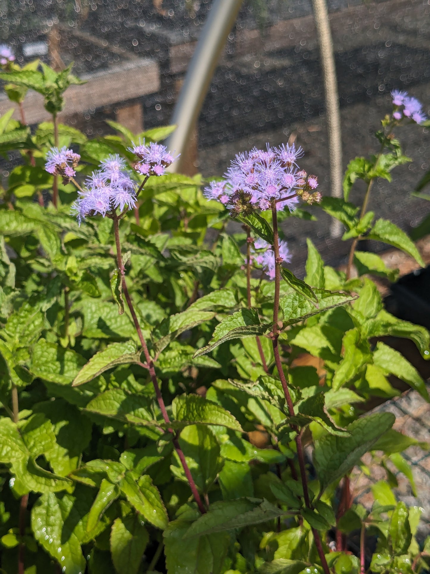 Conoclinium coelestinum (Blue Mistflower)