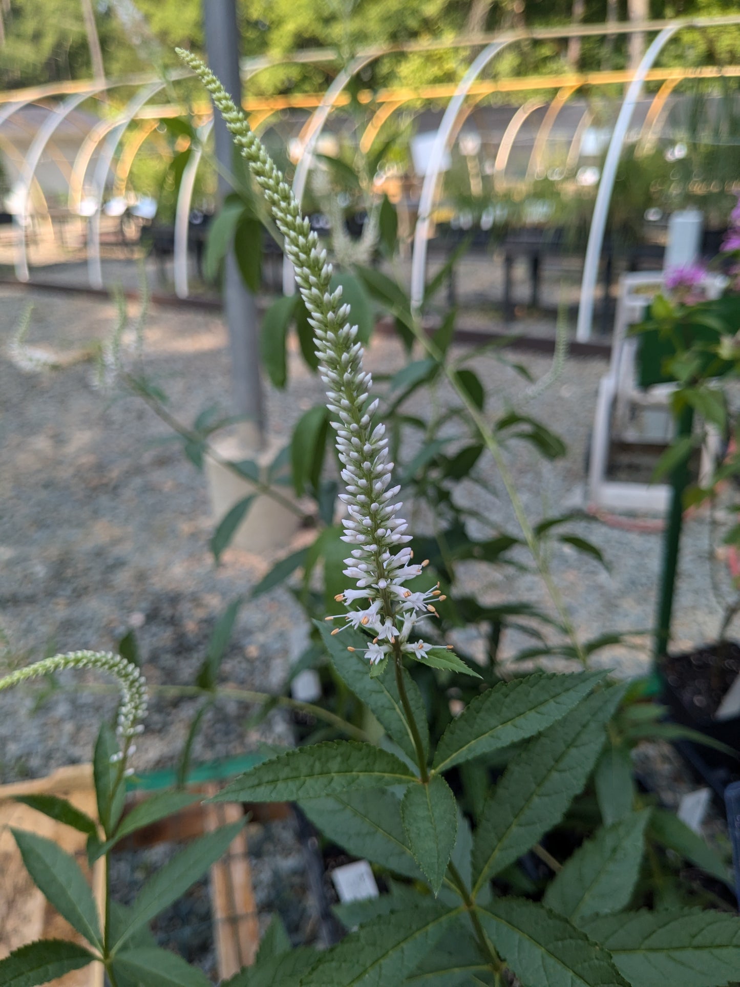 Veronicastrum virginicum (Culver's Root)