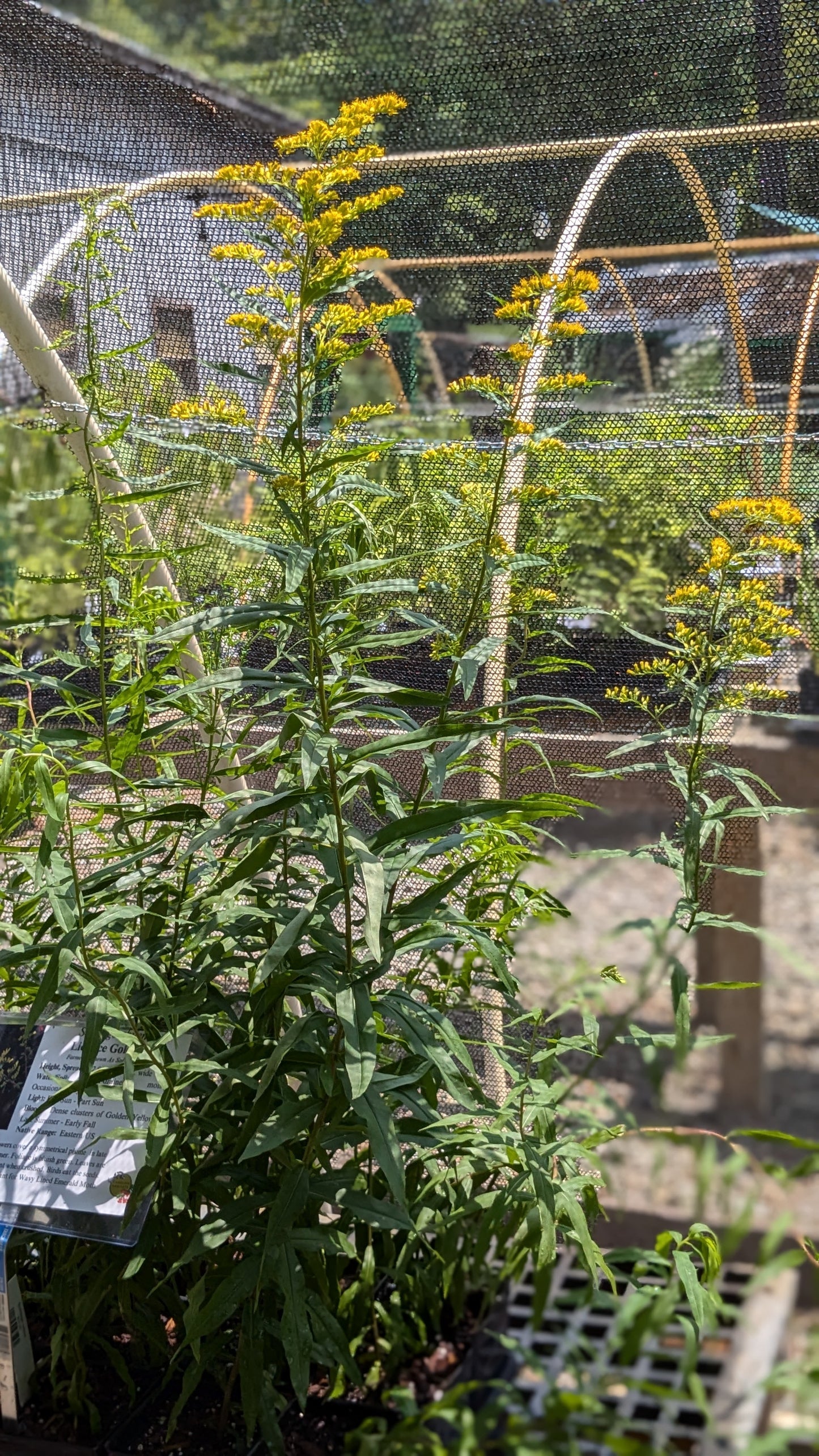 Solidago odora (Anise Goldenrod)