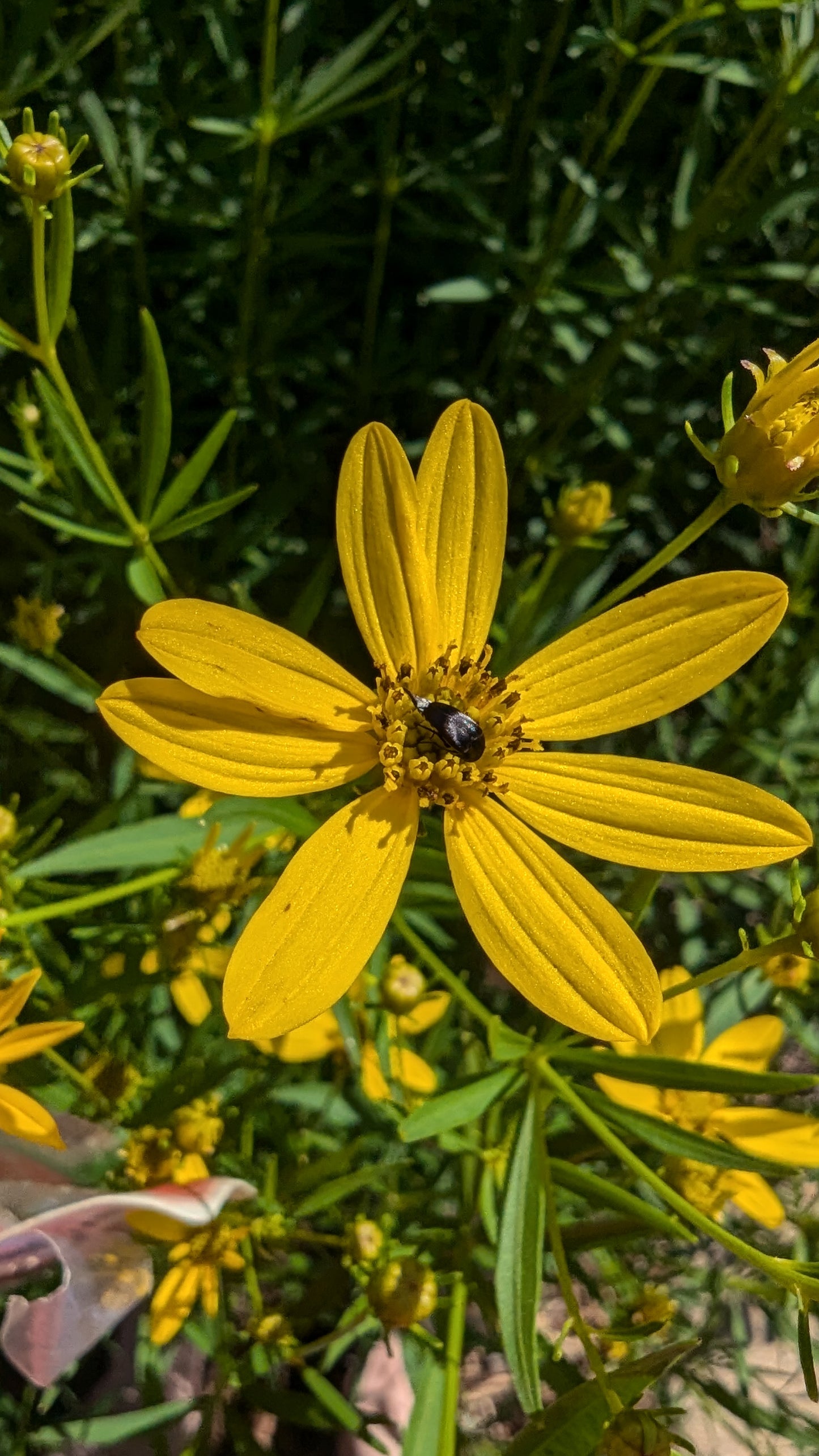 Coreopsis major (Greater tickseed)
