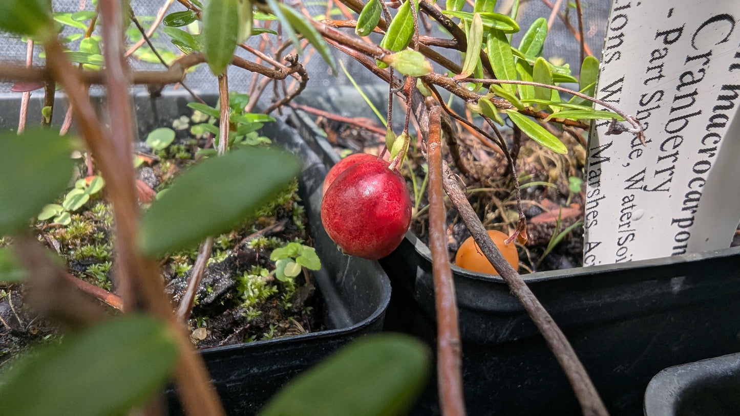 Vaccinium macrocarpon (American Cranberry)