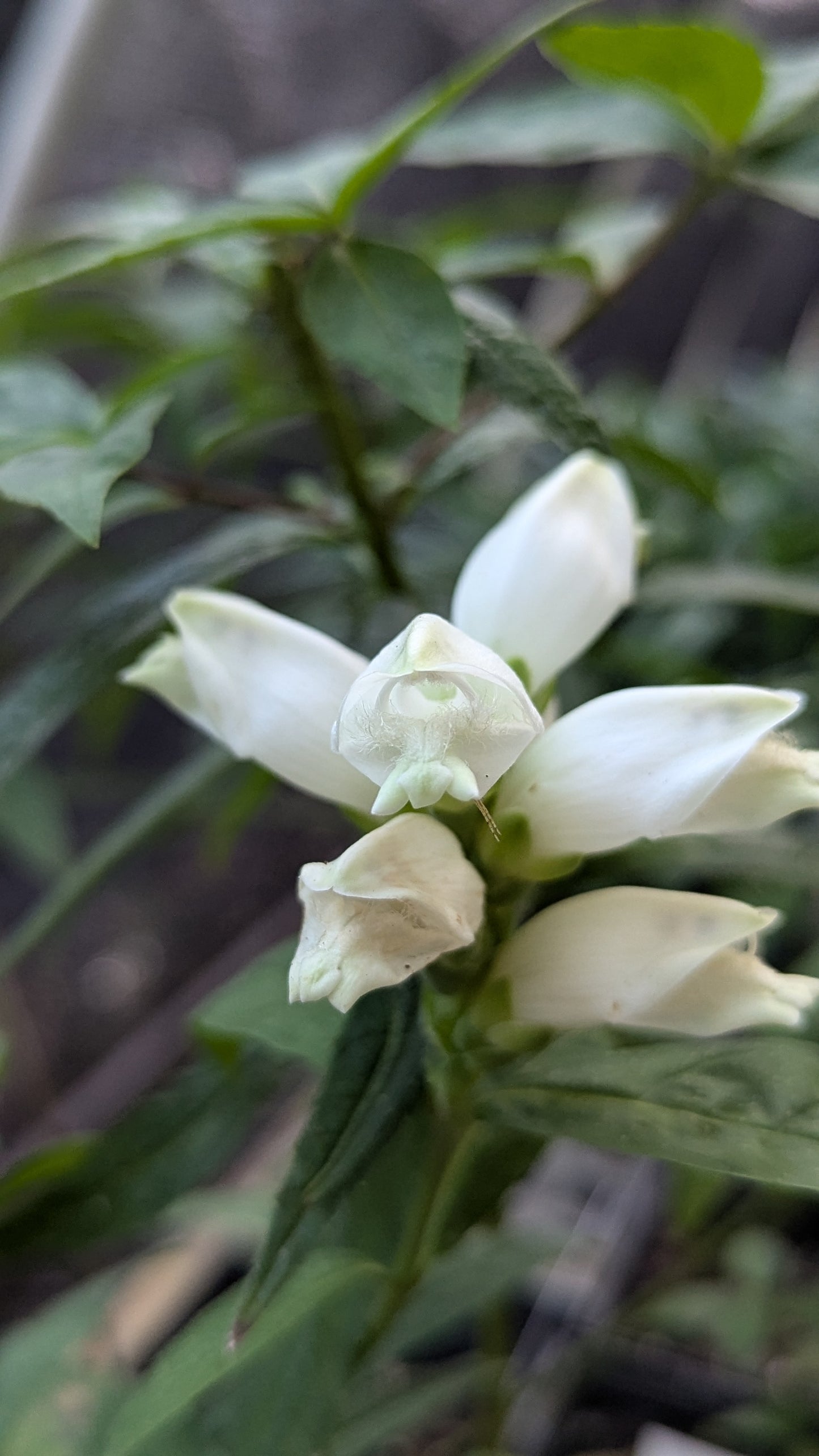 Chelone glabra (White Turtlehead)