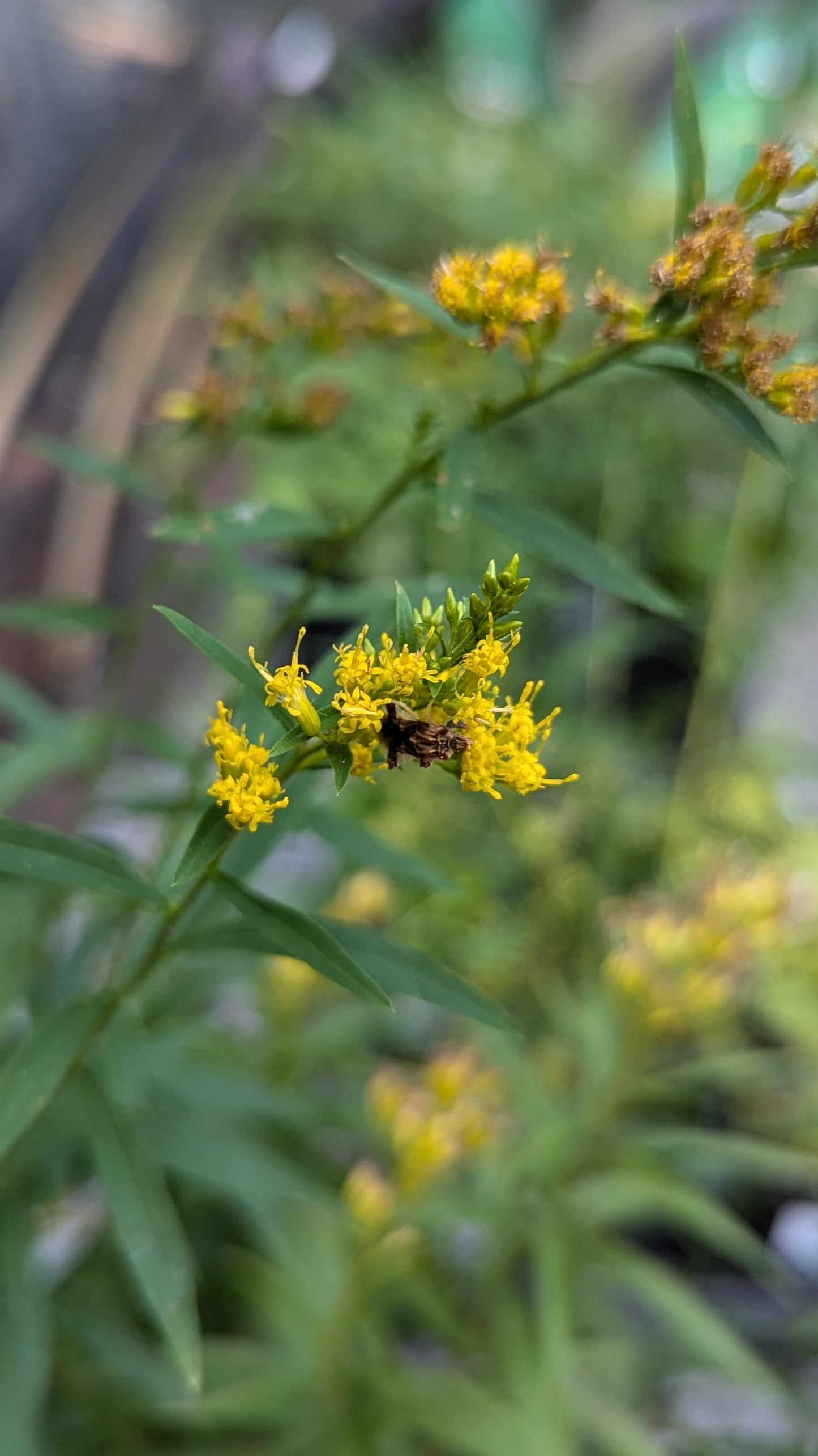 Solidago odora (Anise Goldenrod)