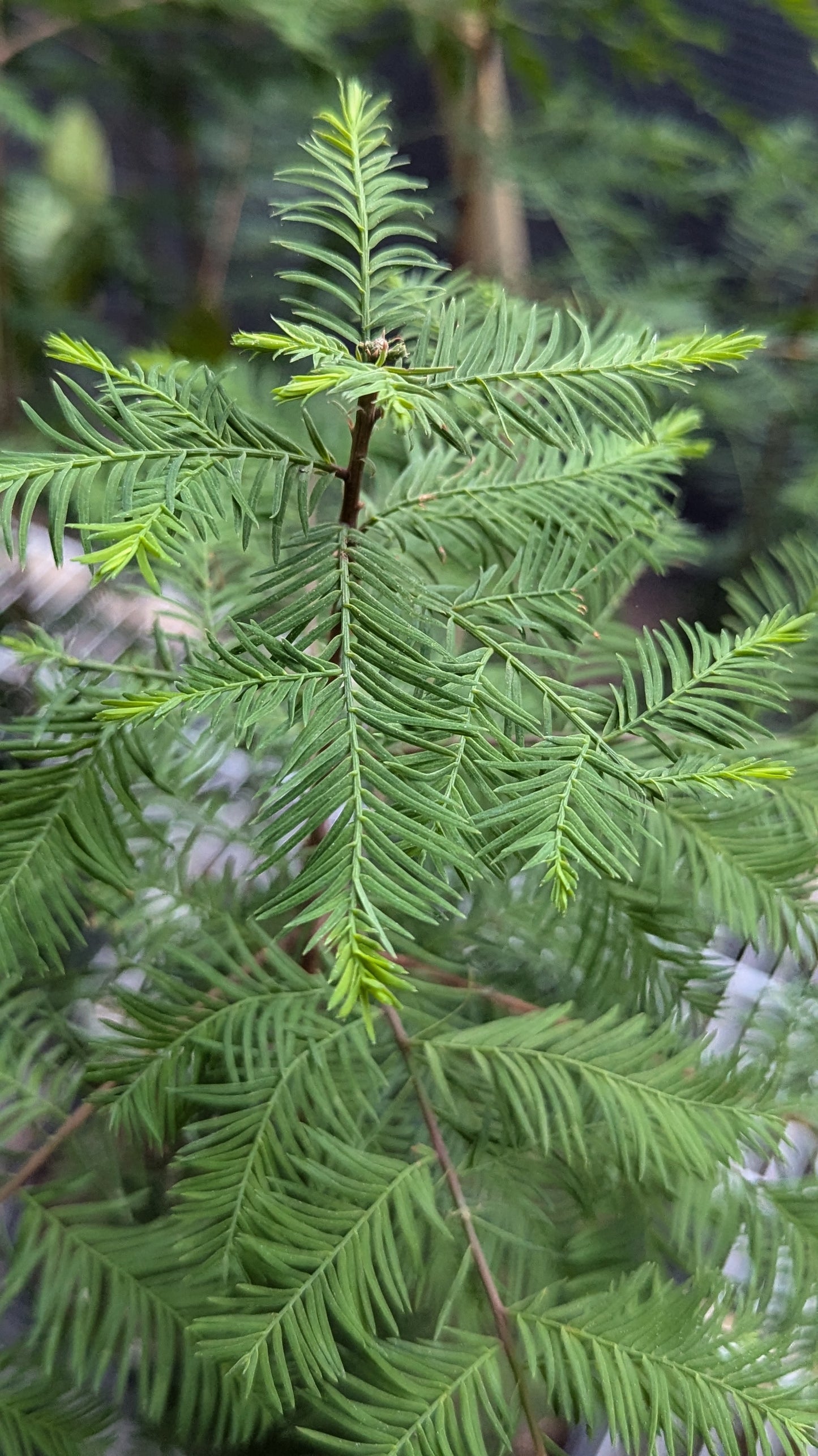 Taxodium distichum (Bald Cypress)