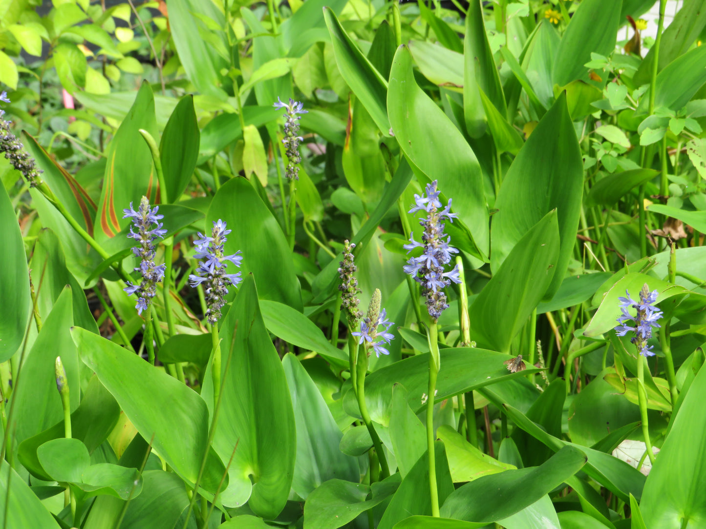 Pickerelweed