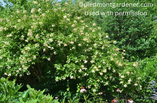 Cephalanthus occidentalis (Buttonbush)