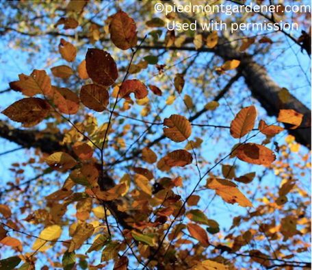 Betula nigra (River birch)