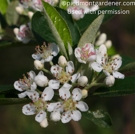 Aronia arbutifolia (Red Chokeberry)