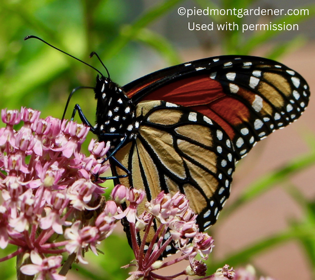 Asclepias incarnata (Swamp Milkweed)