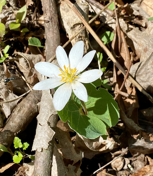 Sanguinaria canadensis (Bloodroot)