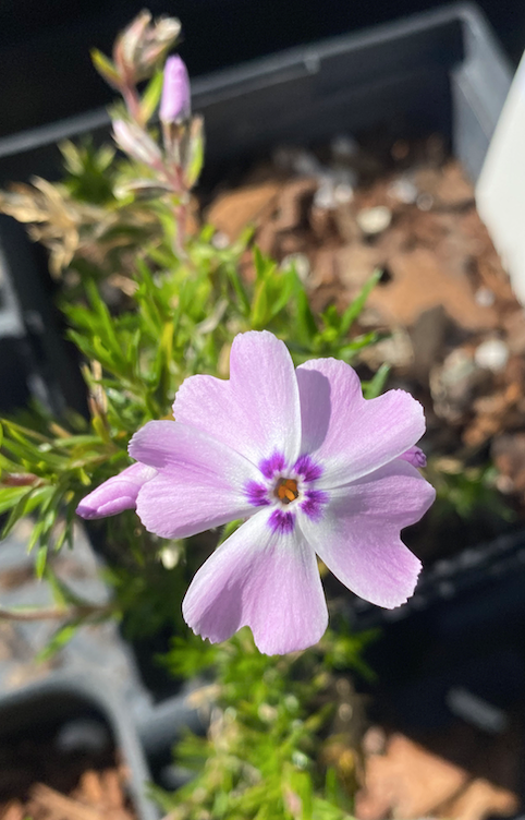 Phlox nivalis 'Eco Flirty Eyes' (Moss Phlox)