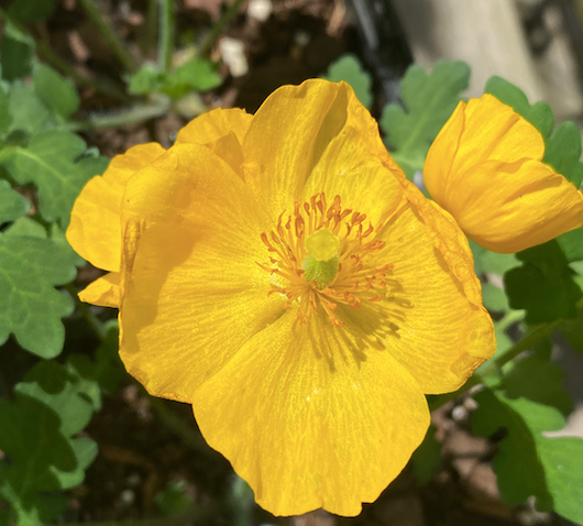 Stylophorum diphyllum (Celandine poppy)
