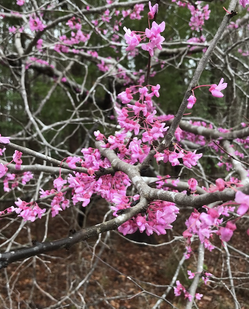 Cercis canadensis (Eastern Redbud)