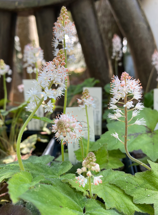 Tiarella wherryi (Wherry's Foamflower)