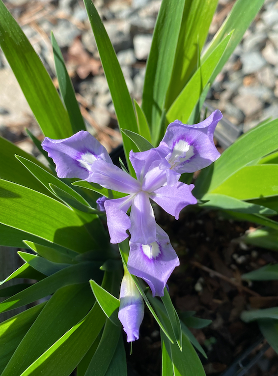 Iris cristata (Dwarf Crested Iris)