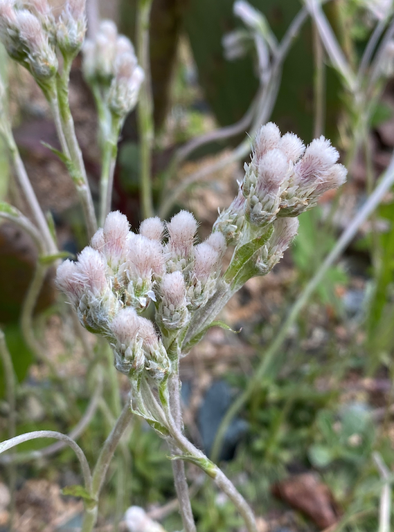 Antennaria neglecta (Field Pussytoes)