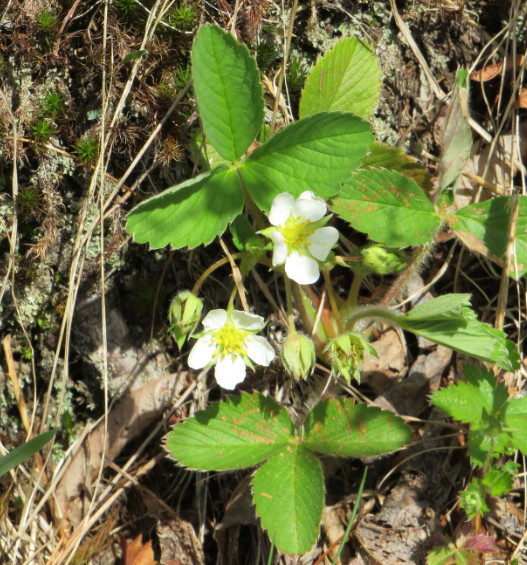 Fragaria virginiana (Wild strawberry)