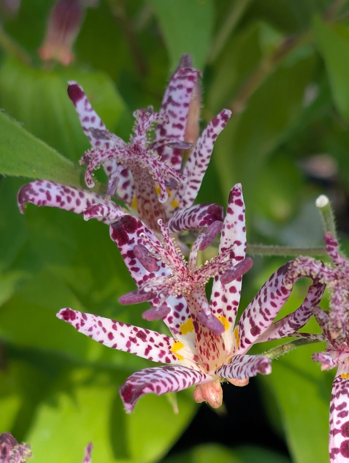 Tricyrtis 'Sinonome' (Toad Lily)