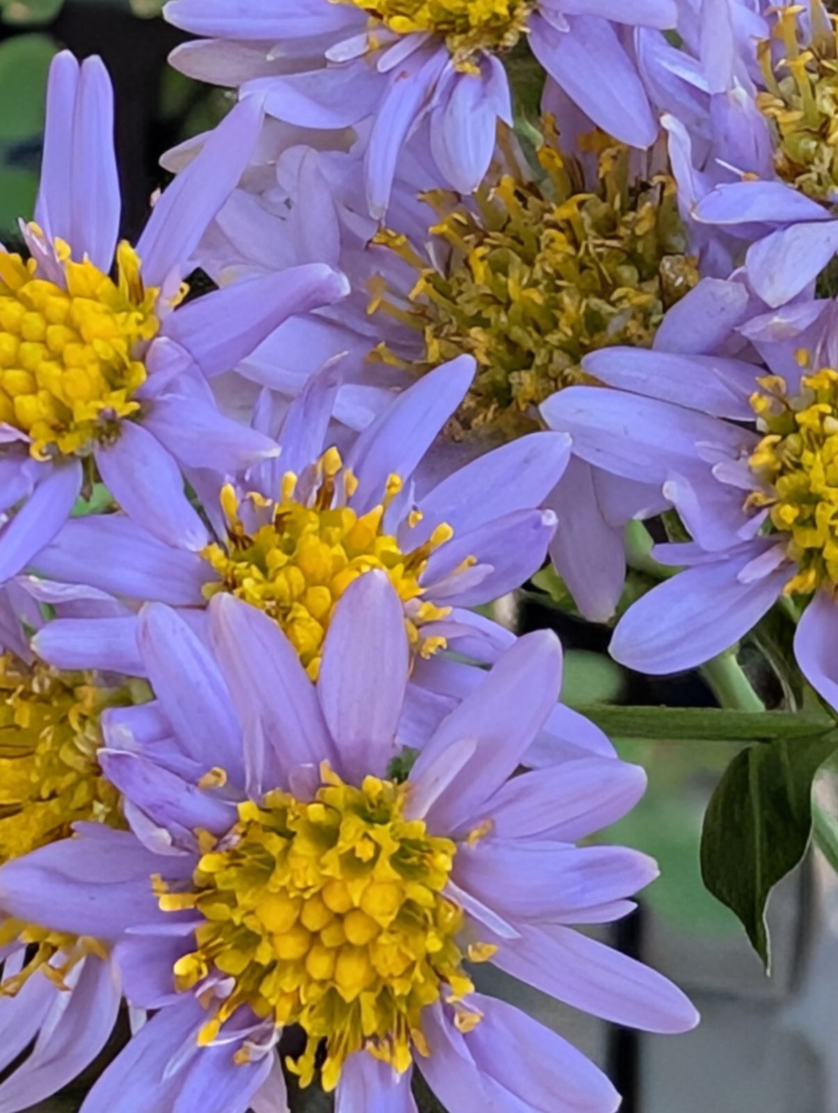 Aster tartaricus 'Jindai' ('Jindai' Tartarian Aster)