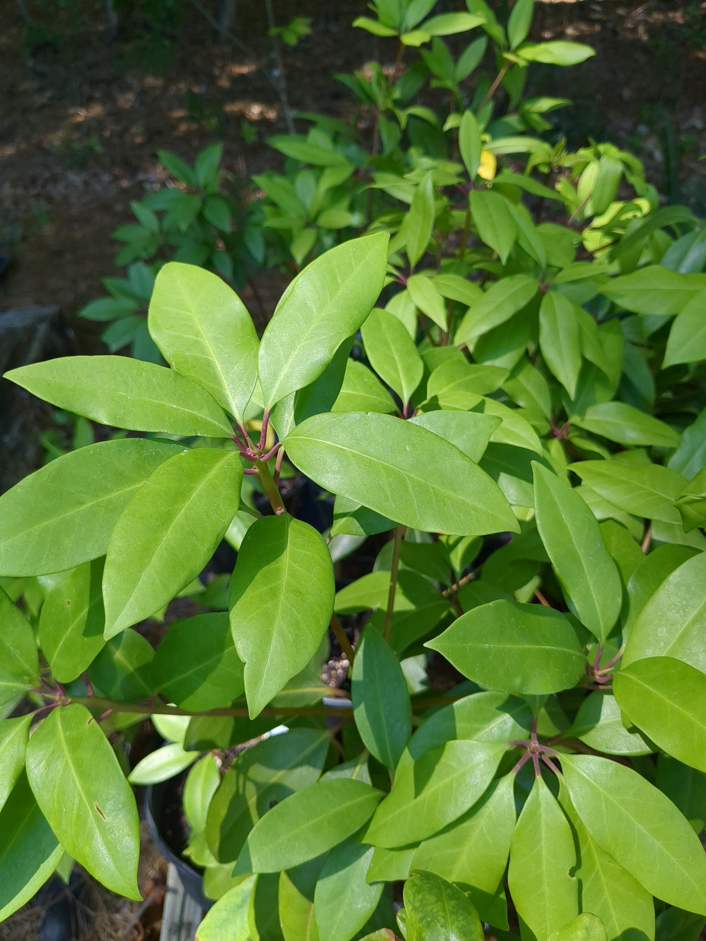 Illicium floridanum (Purple Anise)