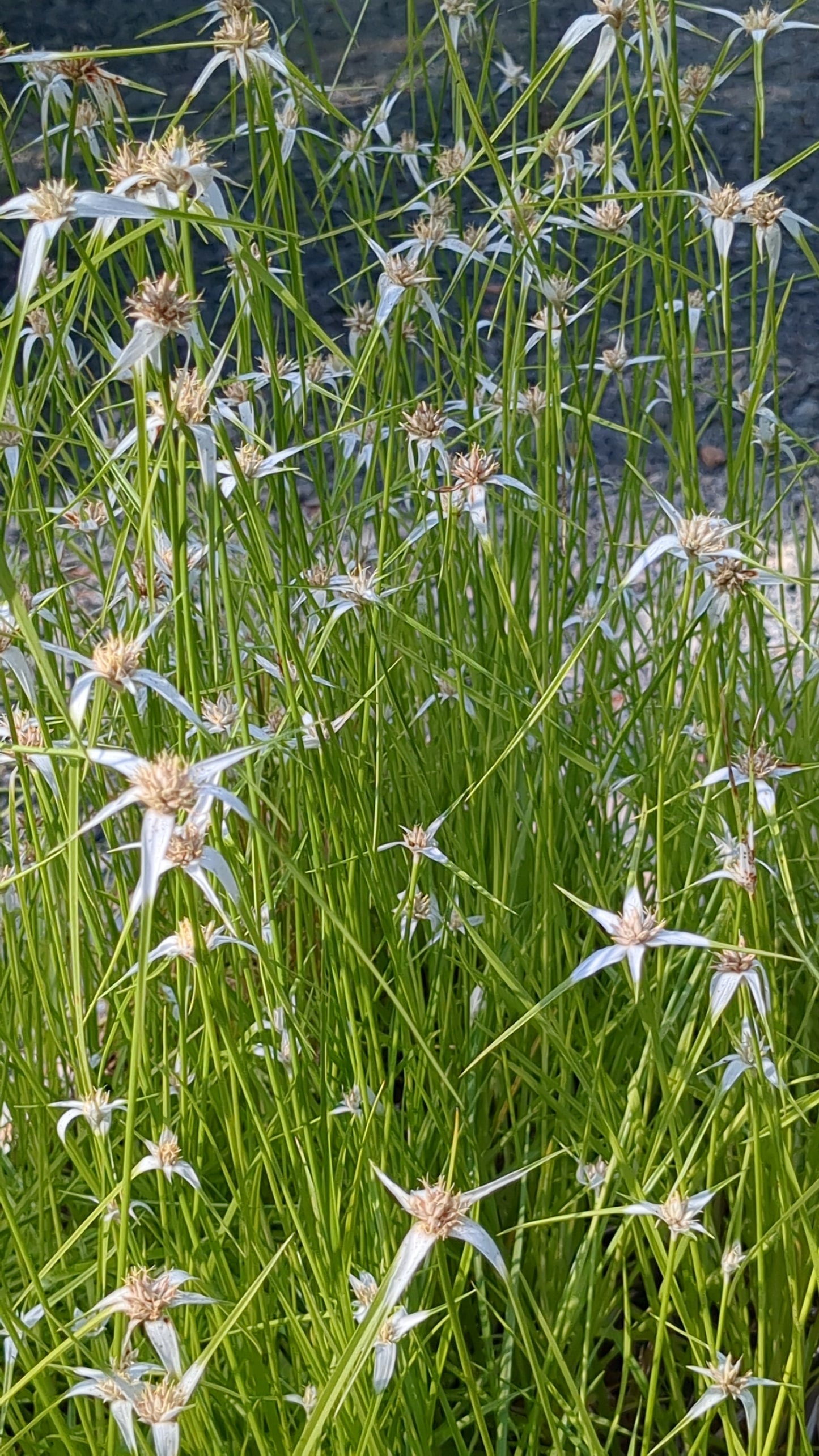 Rhynchospora colorata (White-topped sedge)