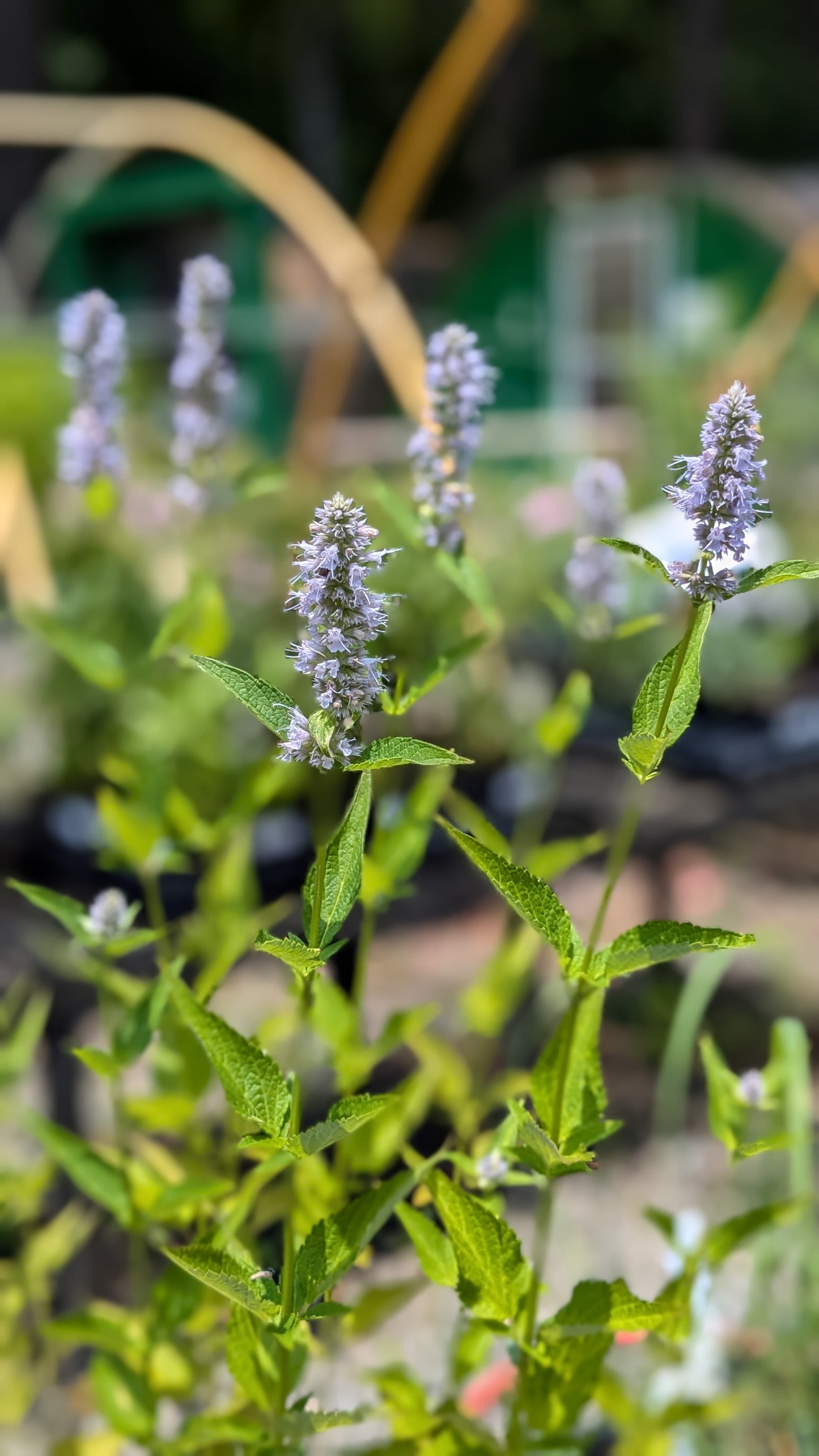 Agastache 'Blue Fortune' (Blue Fortune Hyssop)