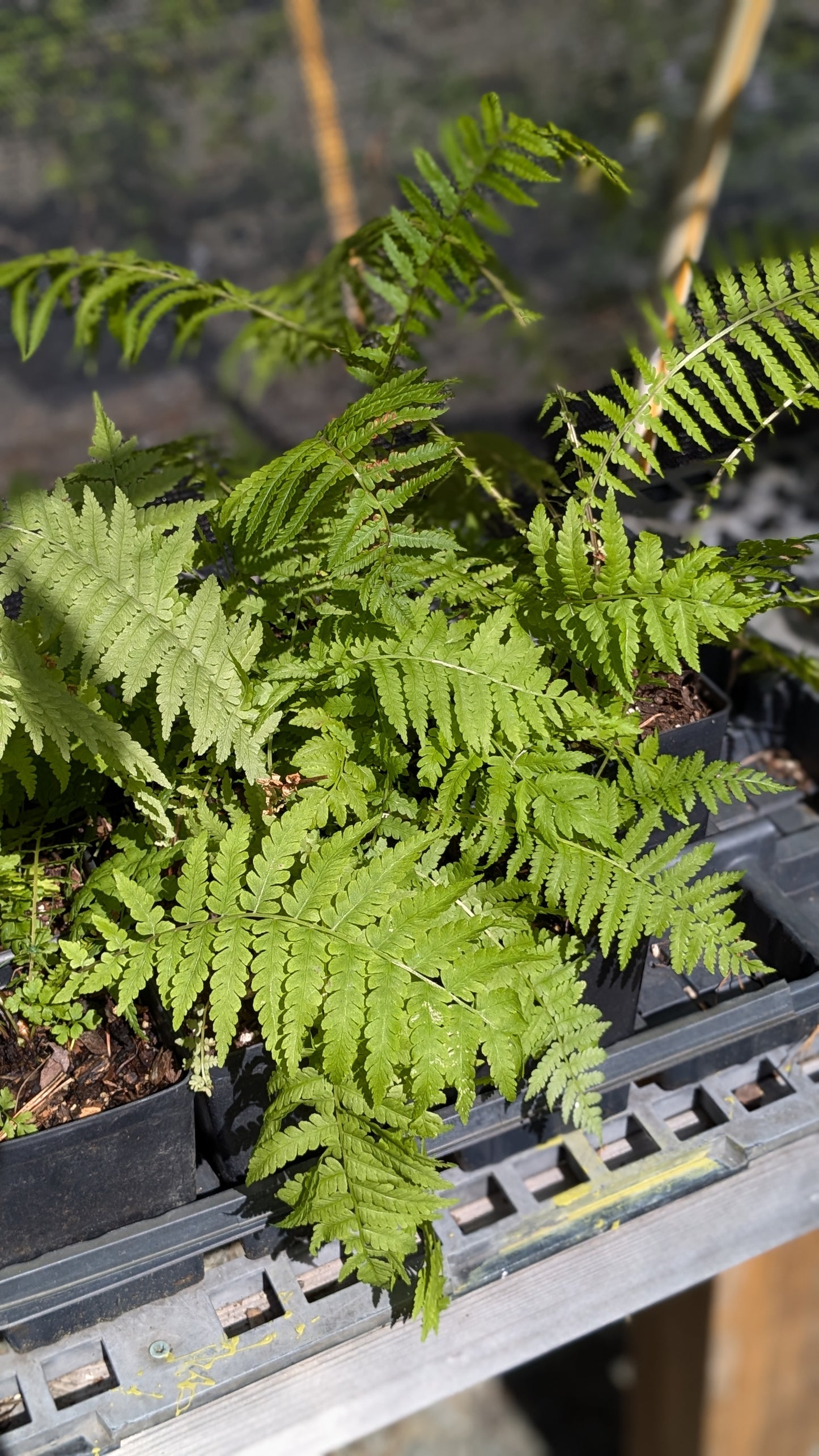 Onoclea struthiopteris (Ostrich fern)