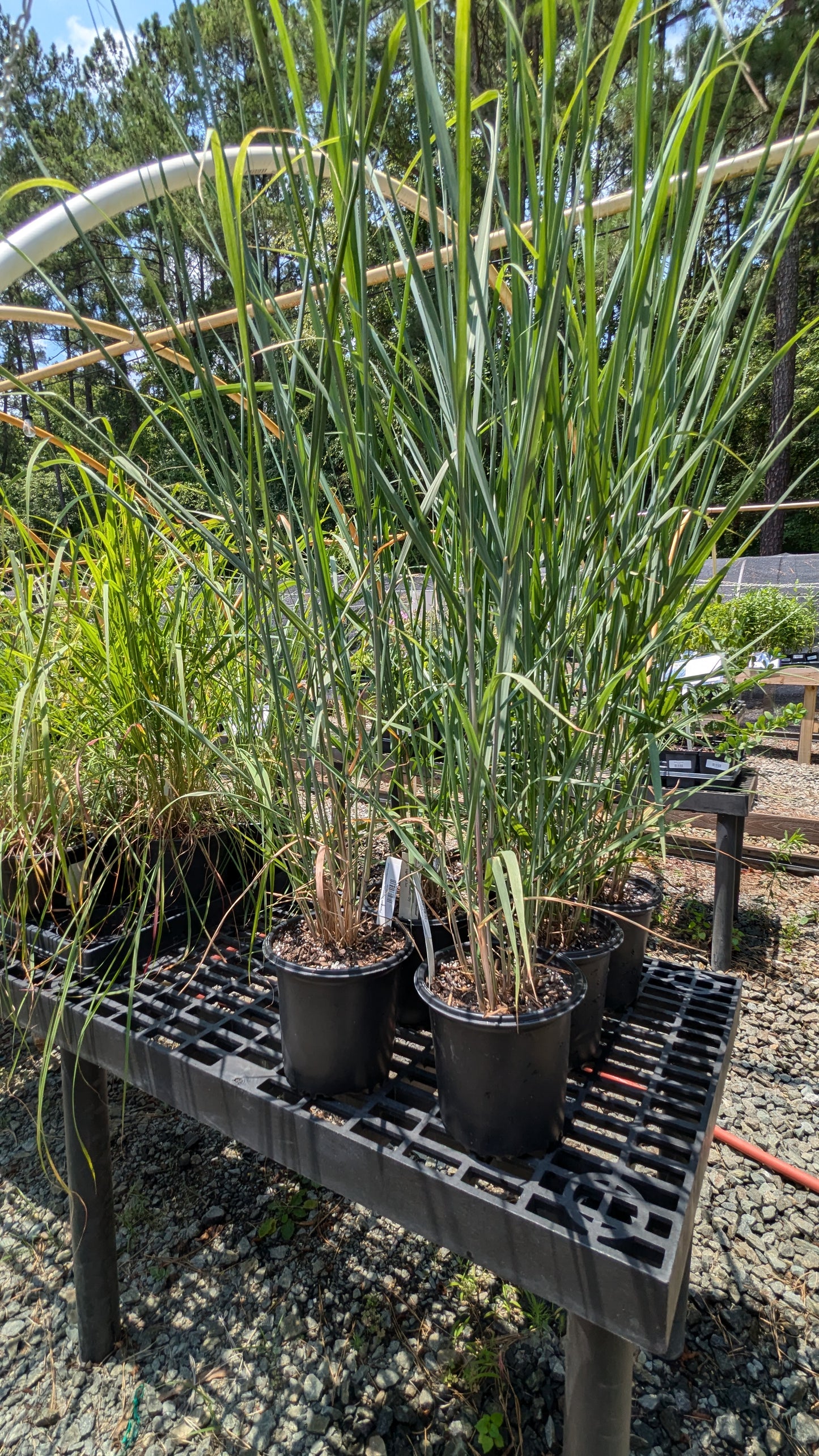Panicum virgatum 'Thundercloud' (Switch Grass)