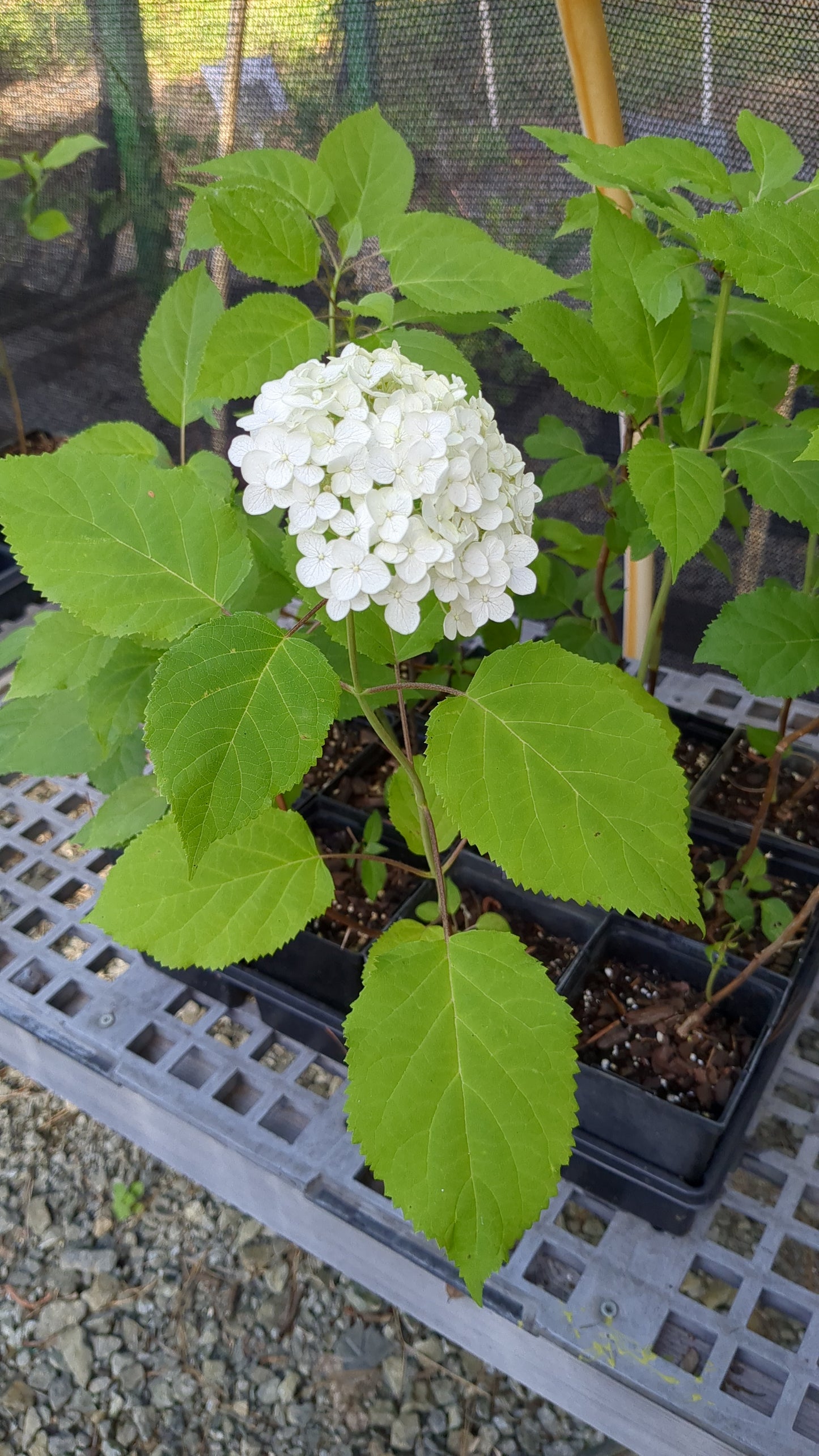 Hydrangea arborescens 'Annabelle' (Annabelle Smooth Hydrangea)