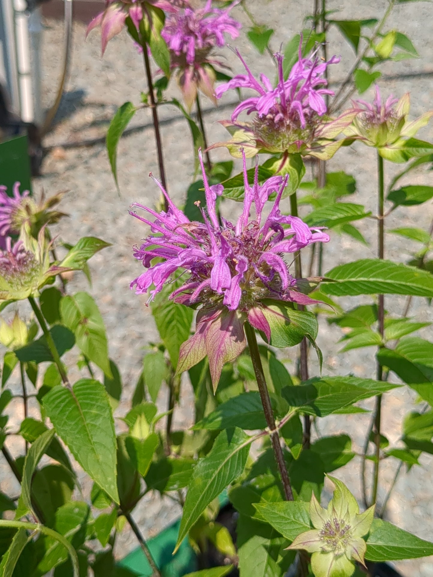 Monarda fistulosa 'Claire Grace' (Bee Balm)