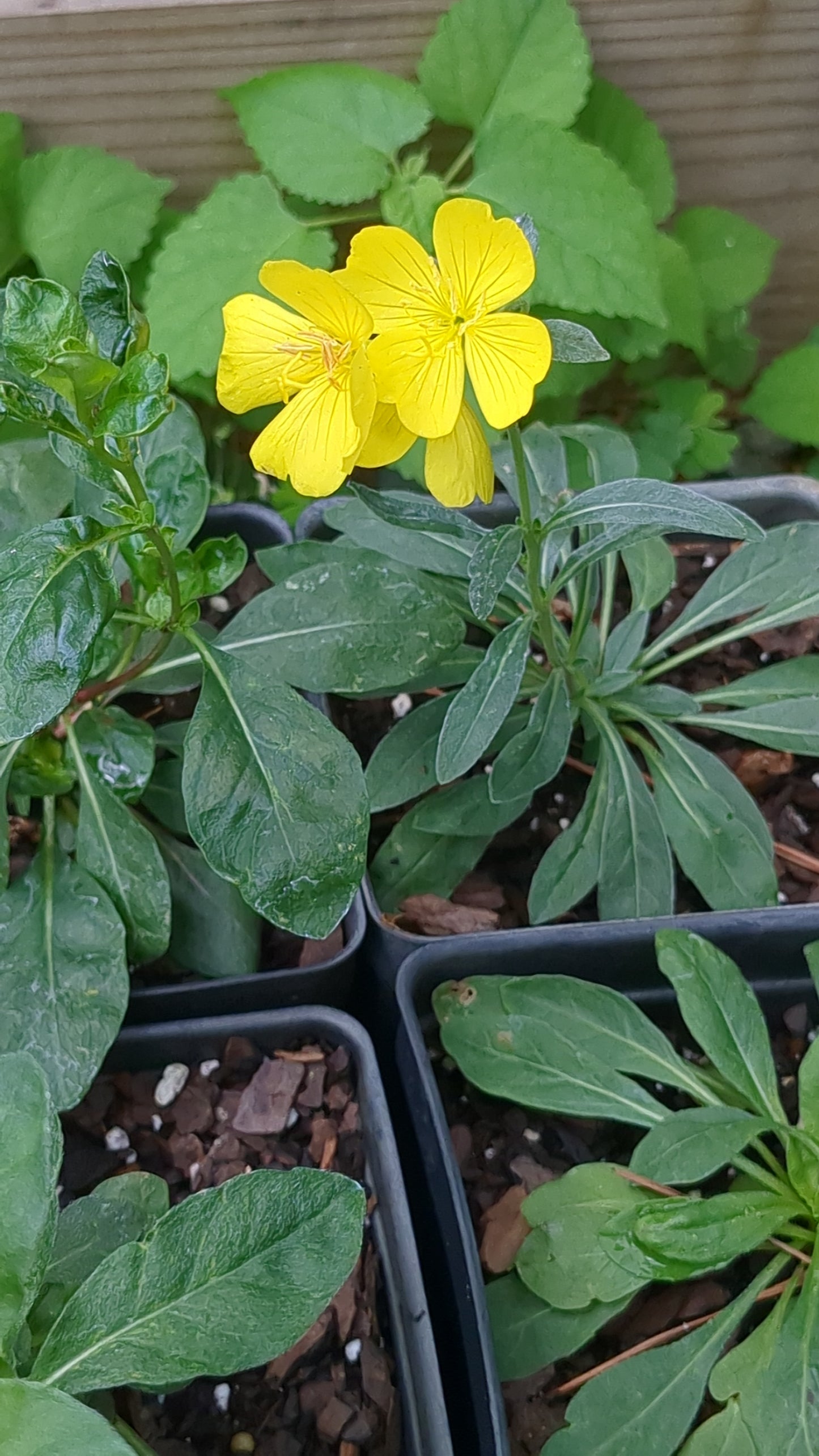 Oenothera fruticosa var. fruticosa (Narrow-leaf Evening Primrose)