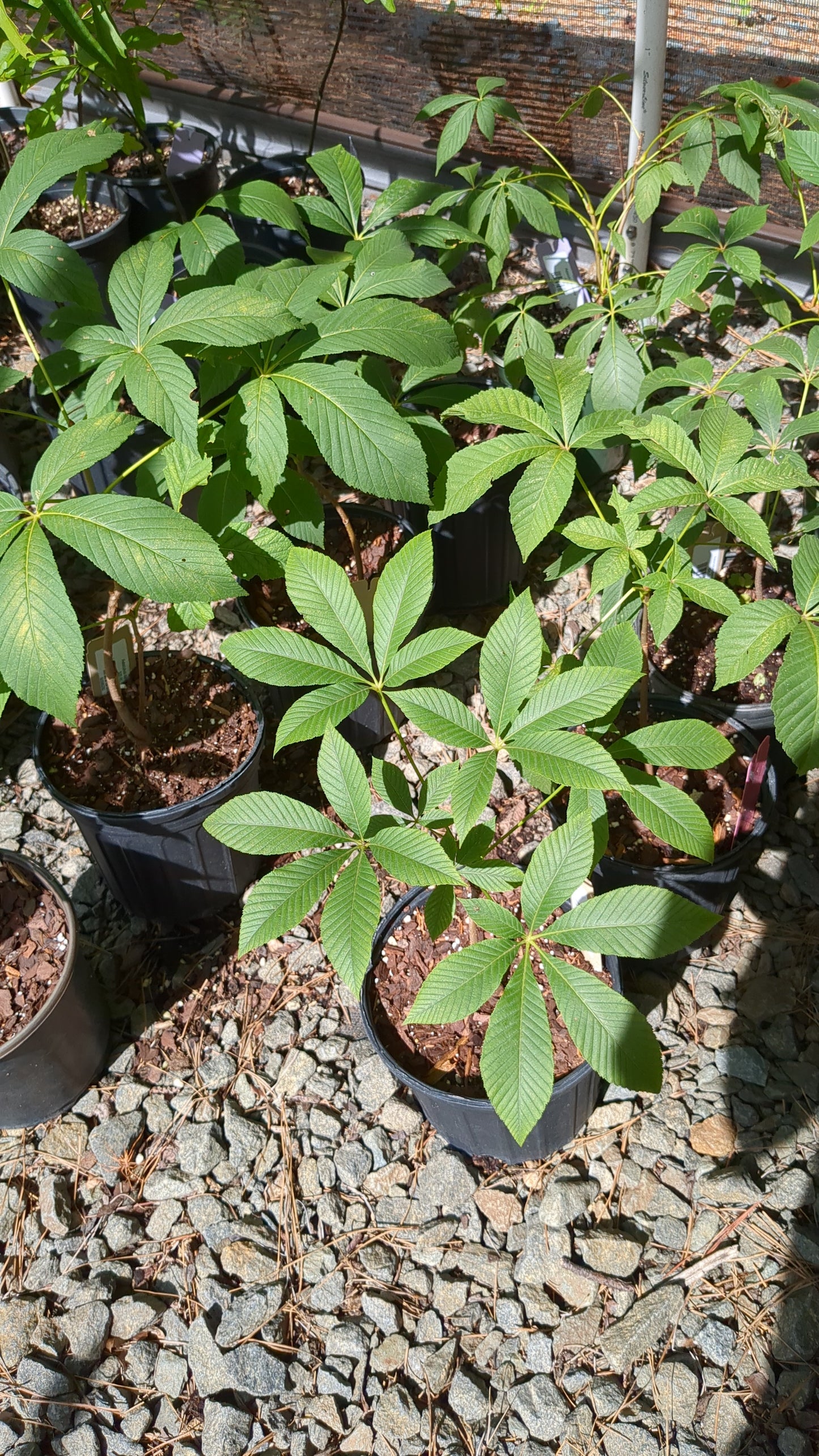 Aesculus sylvatica (Painted Buckeye)