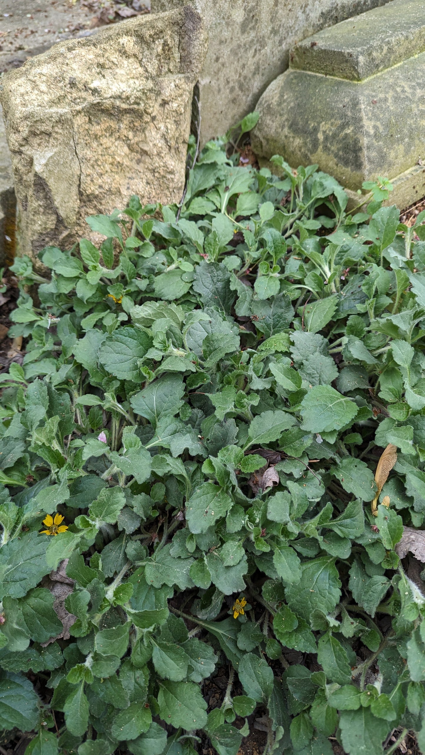 Chrysogonum australe 'Eco Lacquered Spider' (Green and Gold)