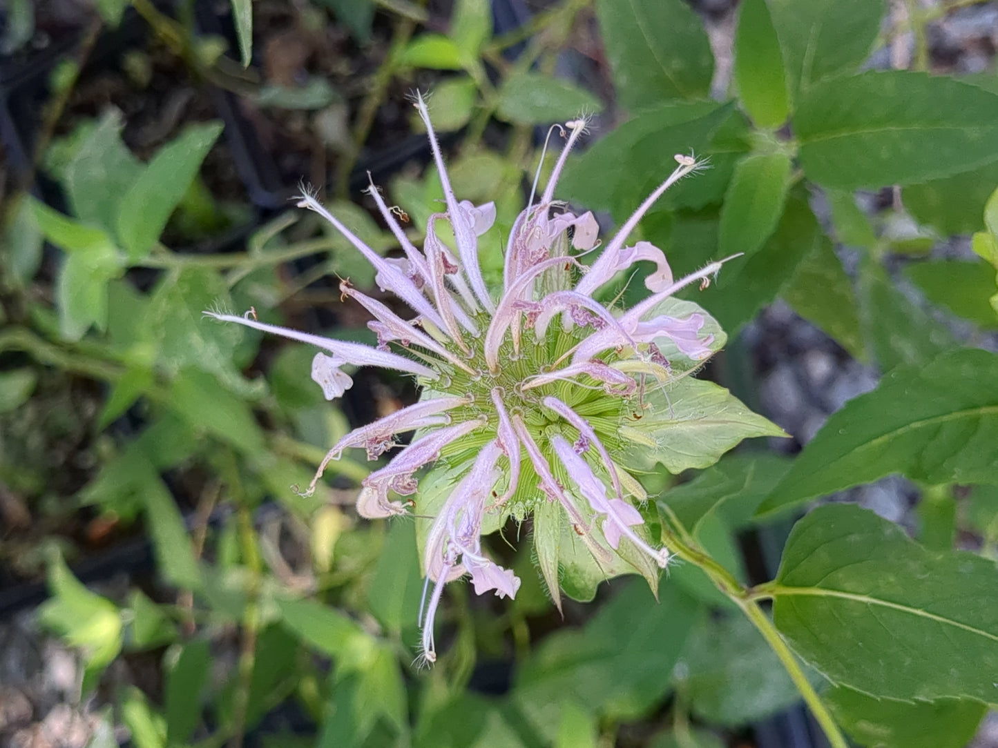 Monarda fistulosa (Wild Bergamot)