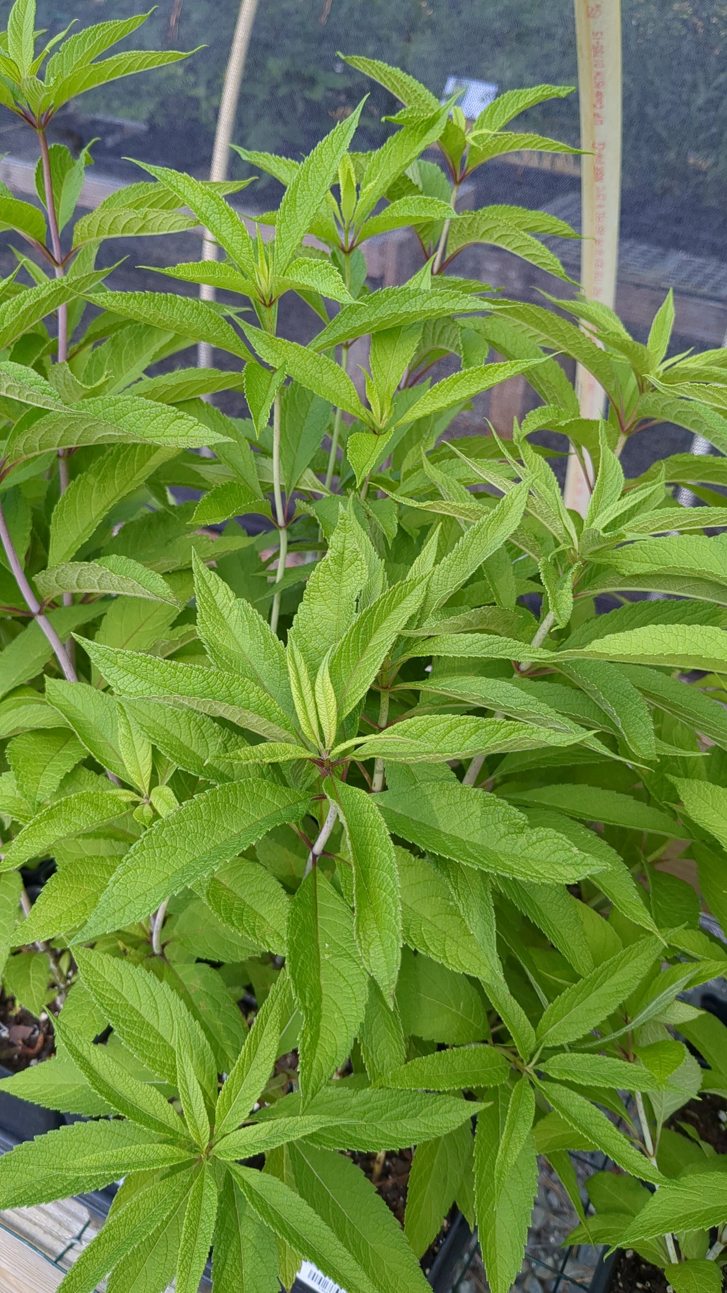 Eutrochium fistulosum (Hollow Joe Pye Weed)